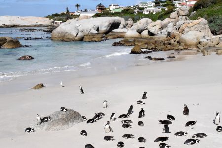 Penguins in South Africa